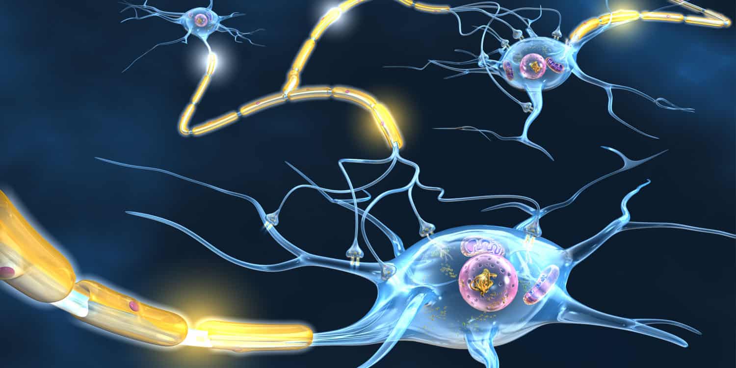 Os adoçantes artificiais estimulam uma atividade cerebral mais intensa do que o açúcar verdadeiro